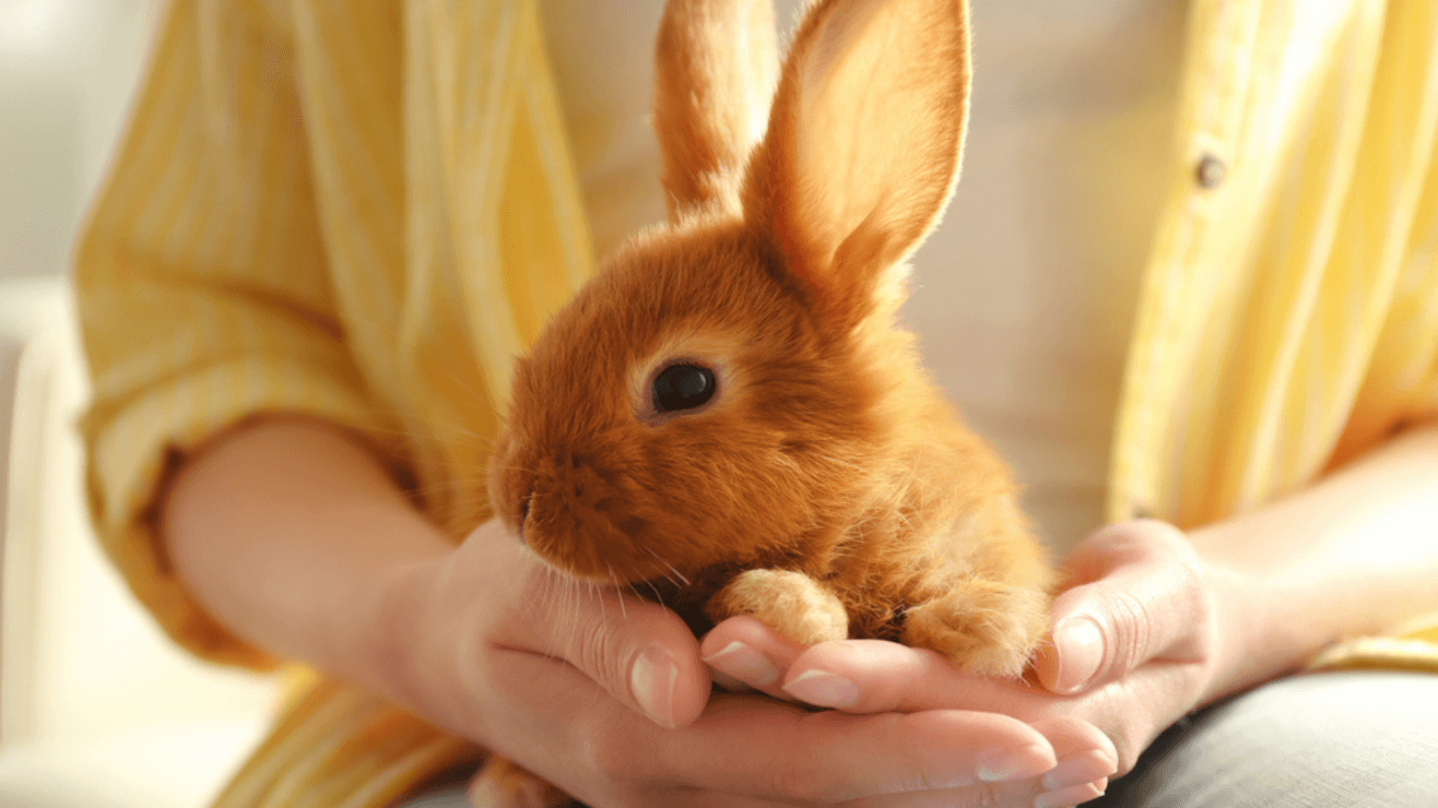 Animal Therapy